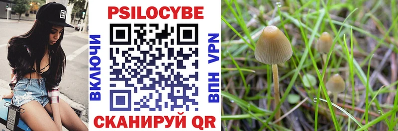 Псилоцибиновые грибы Psilocybe  Цоци-Юрт 